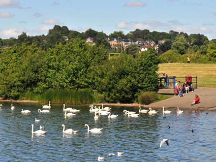 Swans at Sandy Water Park