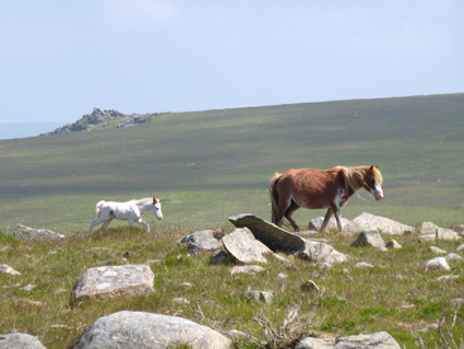 Wild ponies on Carningli