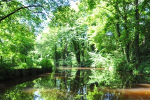 Woods over Canal