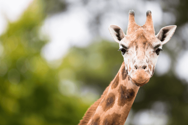 A Giraffe looking at the camera.