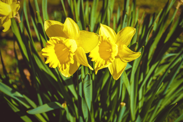 Daffodils on St David's Day