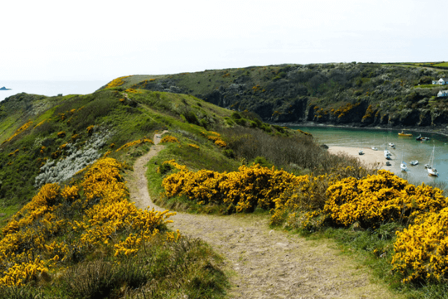The winding coastal path above Solva in Pembrokeshire