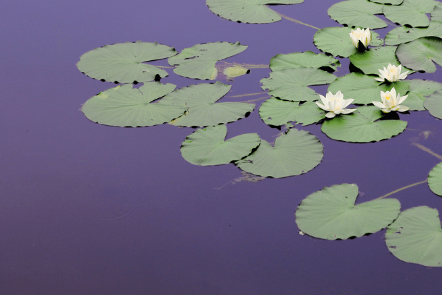 a lily pond with white lilies and lily pads floating on calm water