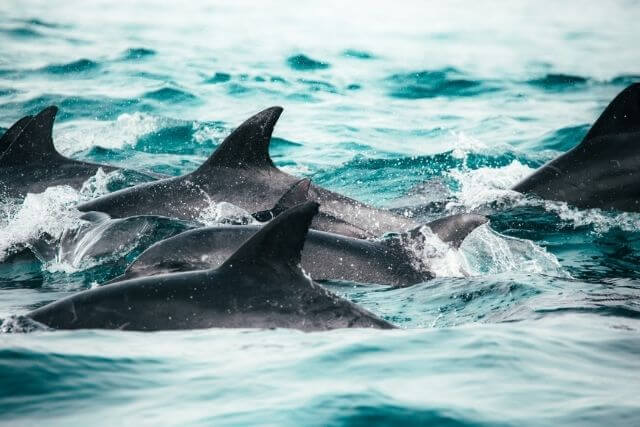 Dolphins swimming along a boat