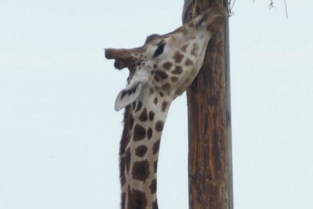 Giraffe eating straw at Folly Farm