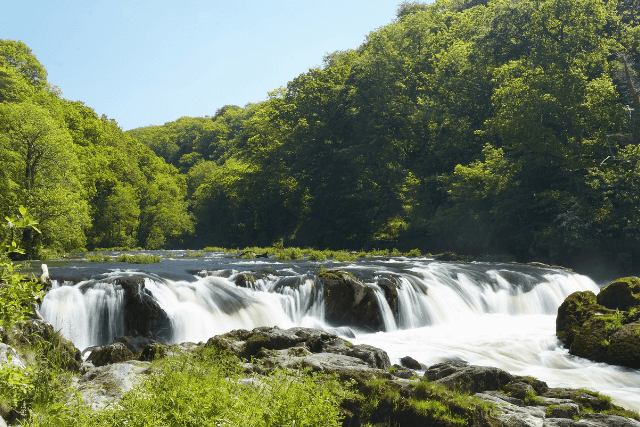 Cenarth Falls, surrounded by green woodlands