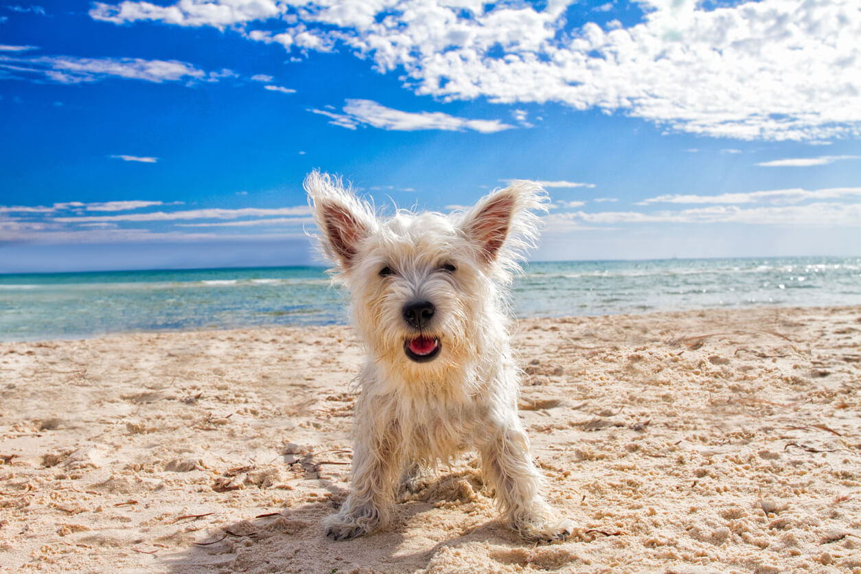 Smiley dog on the beach