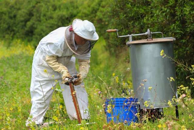 Beekeeper harvesting honey in a field with yellow flowers.