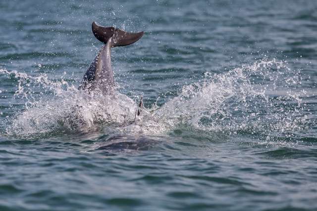 Dolphin splashing water in Cardigan Bay.