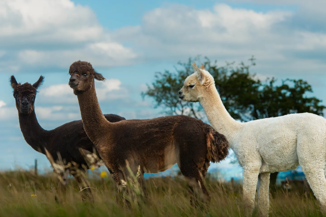 lamas on farm 